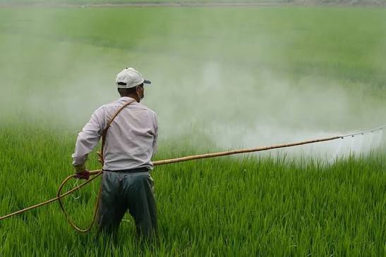Chinese-Donated Pesticides Worth Millions Expired Due to Alleged Negligence, Audit Reveals