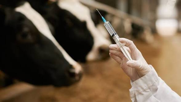 Pakistan livestock vaccines allegedly being manufactured, sold without licences