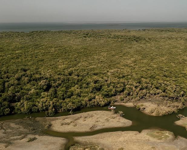 Mangrove loss raises flood, erosion risks along Karachi coast